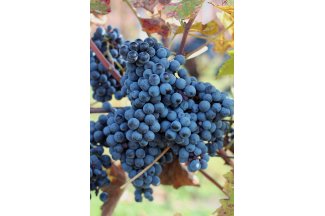 vino